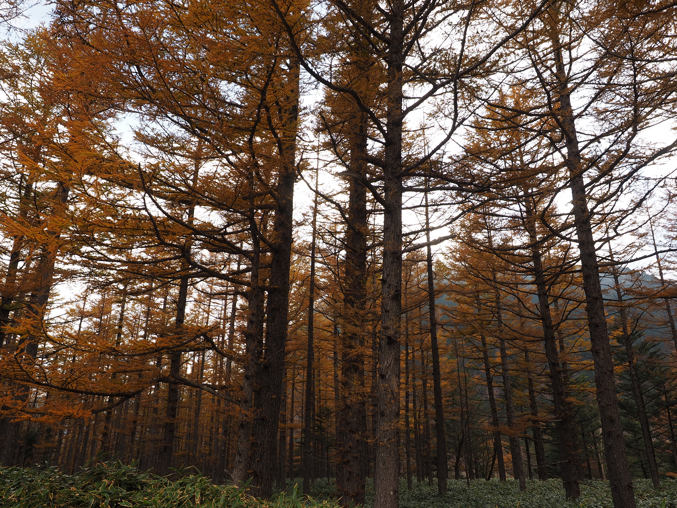 PA180889.jpg