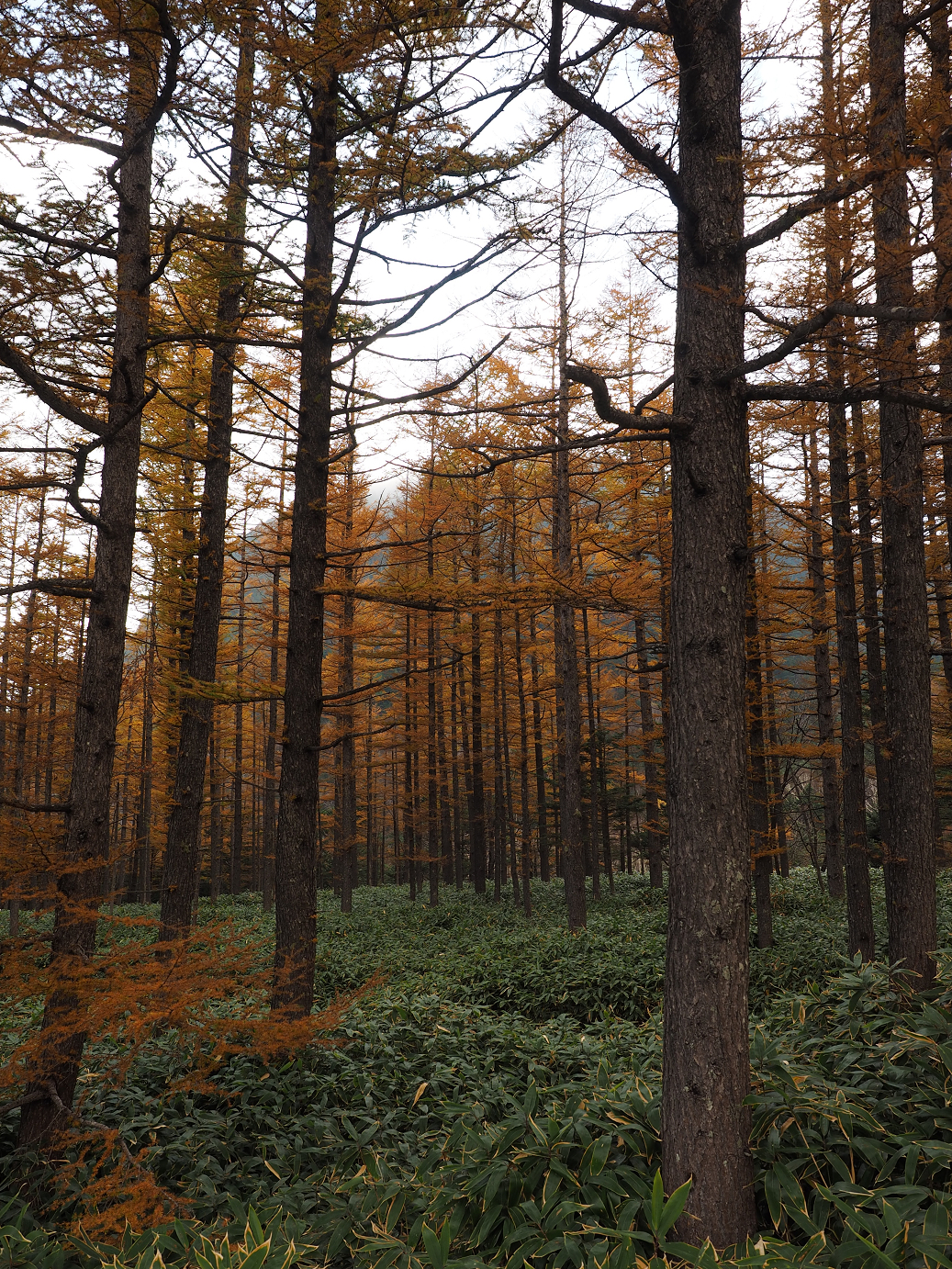 PA180899.jpg