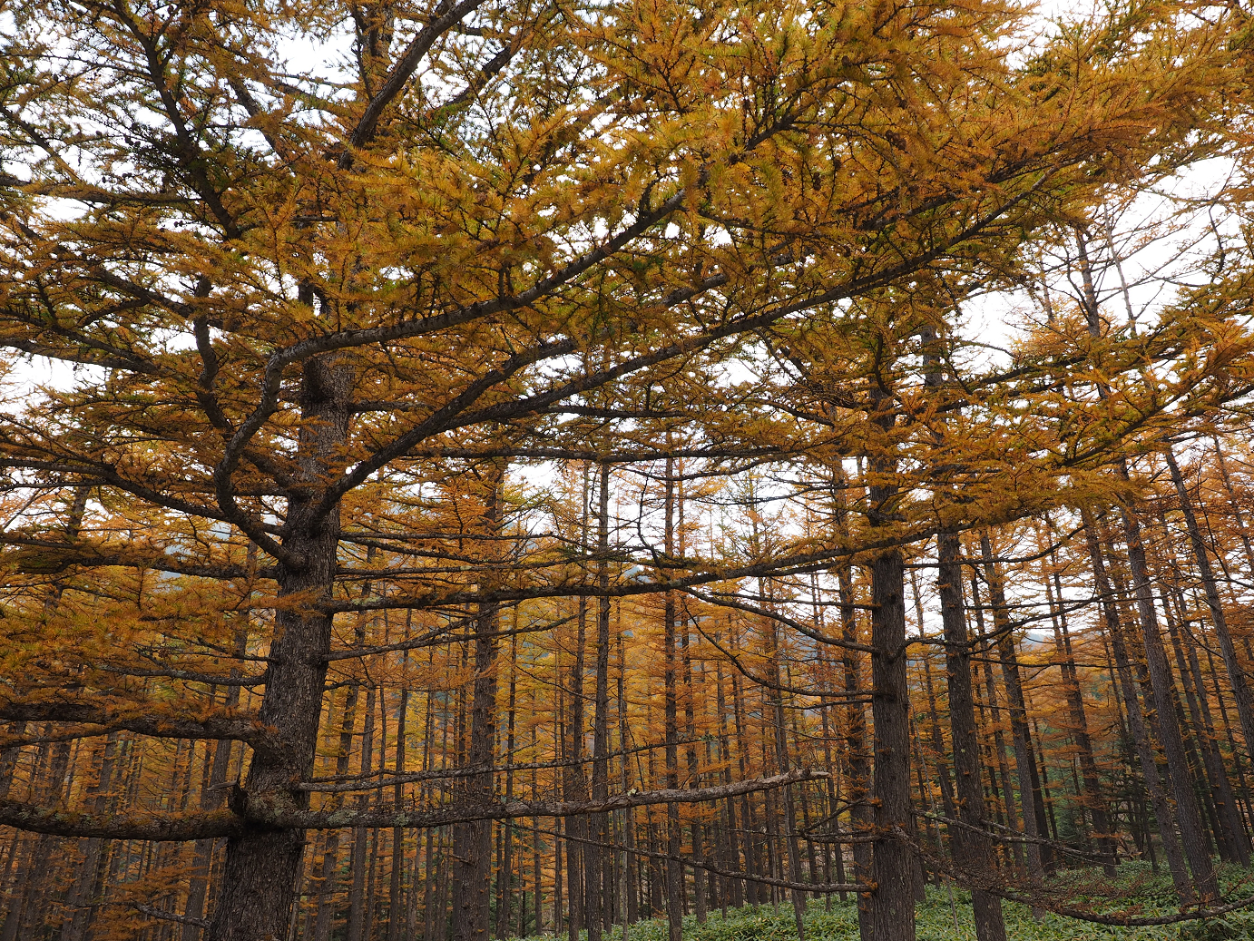 PA180906.jpg