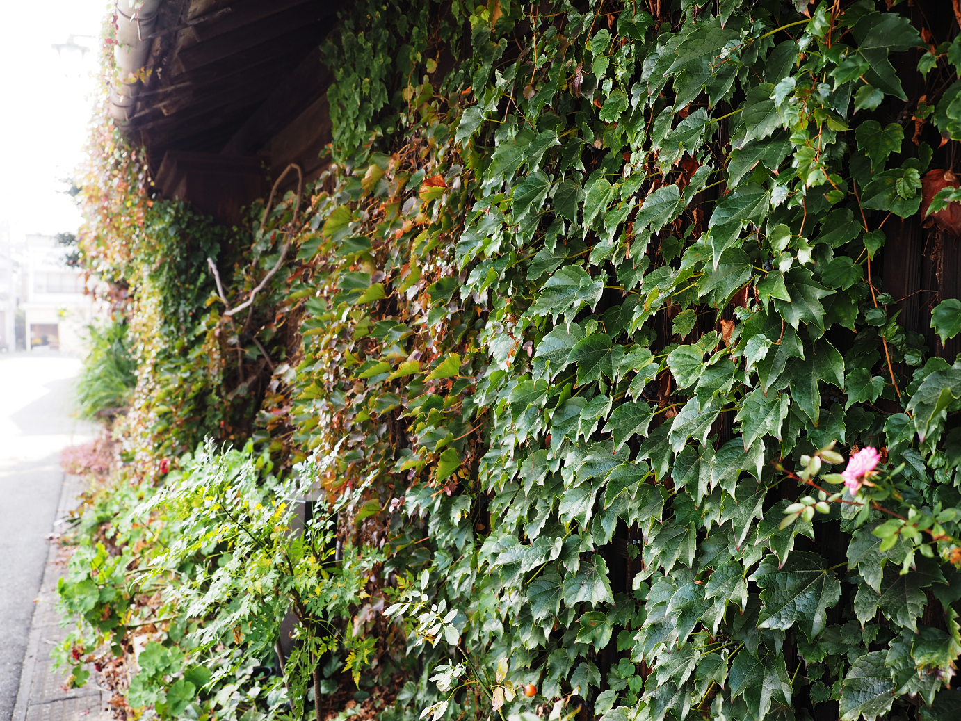 PA240110.jpg