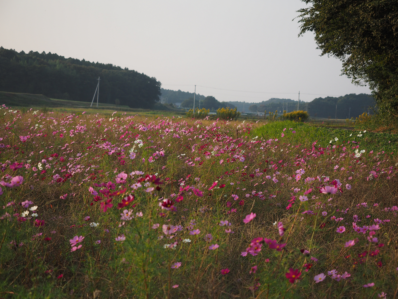 PA240301.jpg