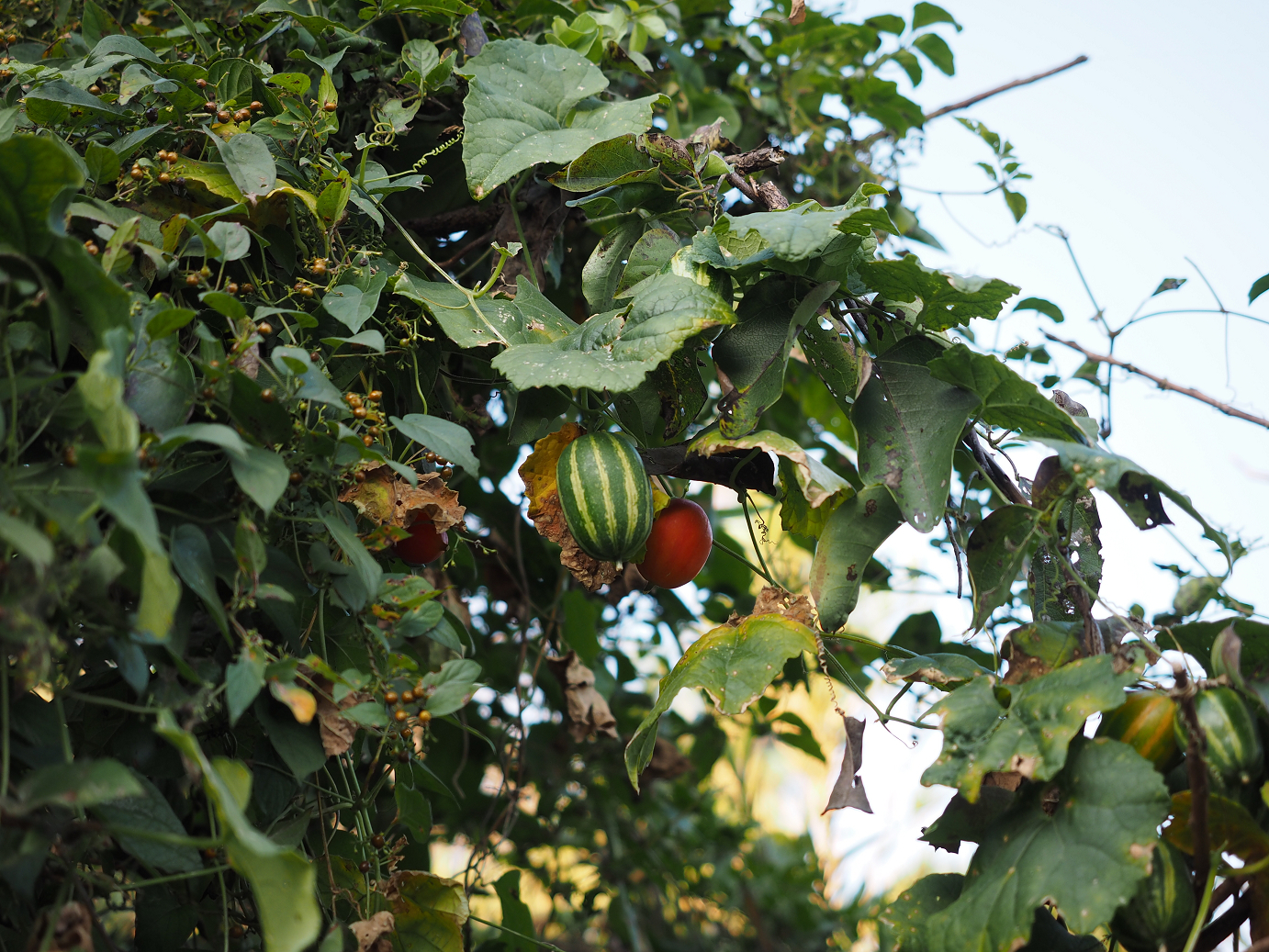 PA252351.jpg
