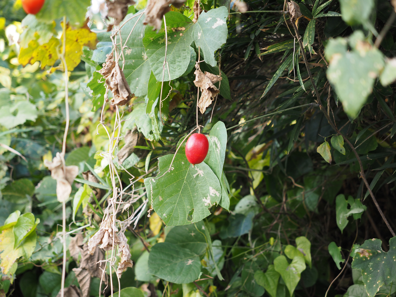 PA252353.jpg
