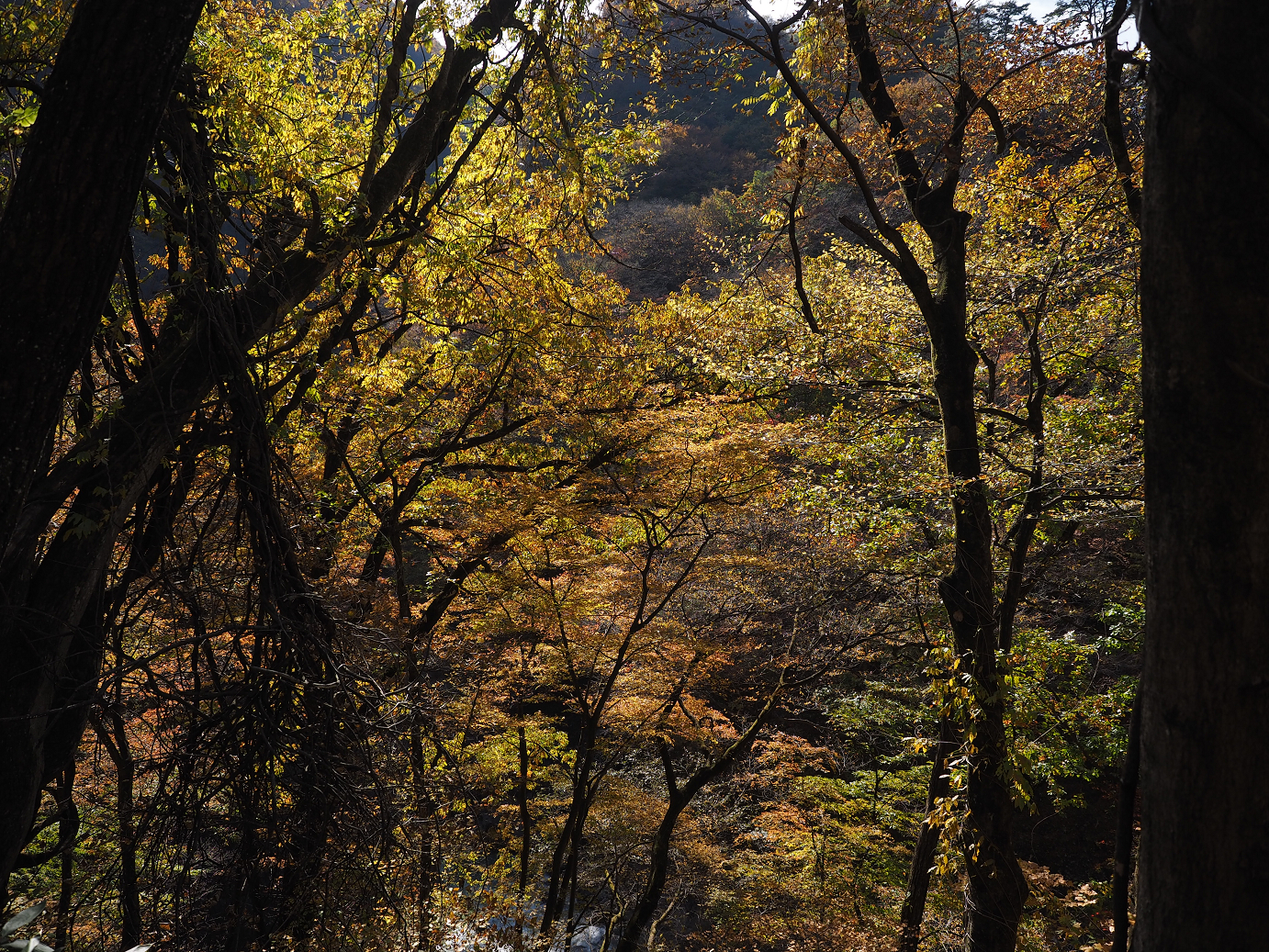 PA310153.jpg