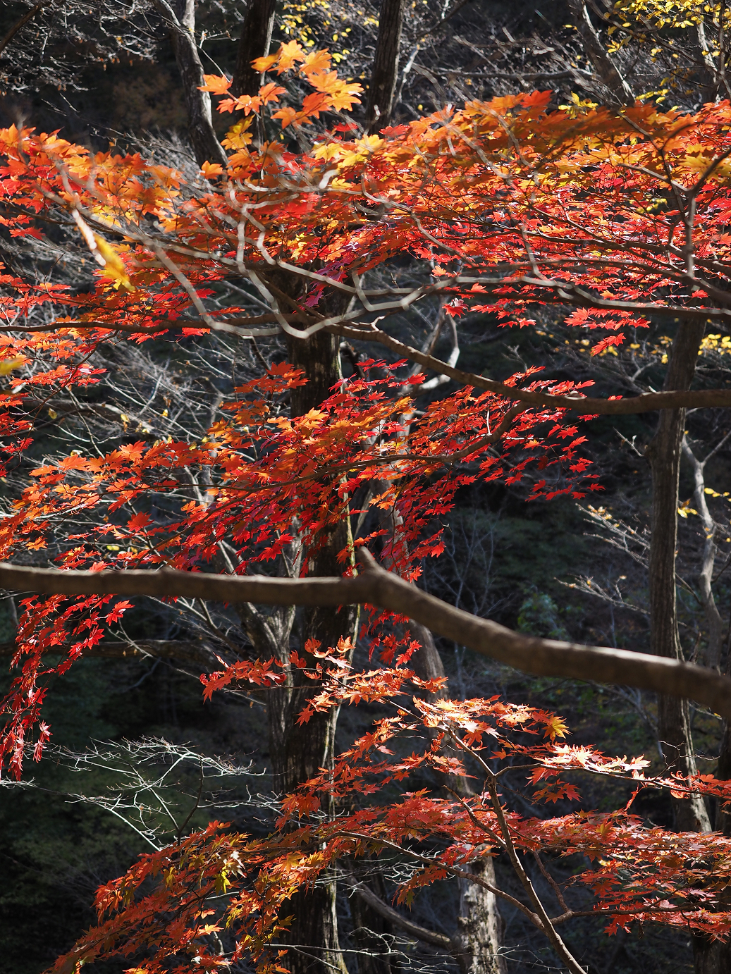 PA310195.jpg