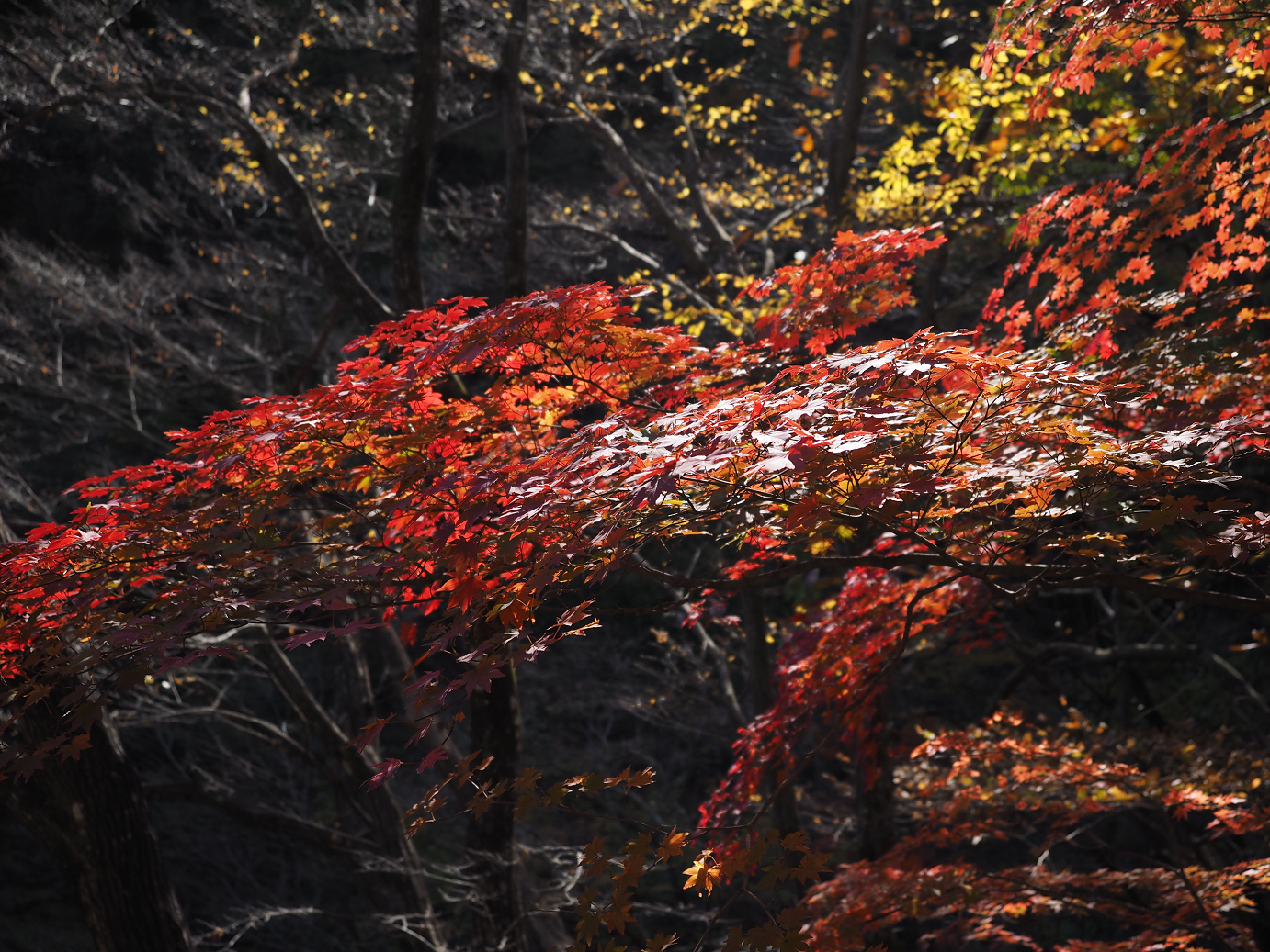 PA310196.jpg