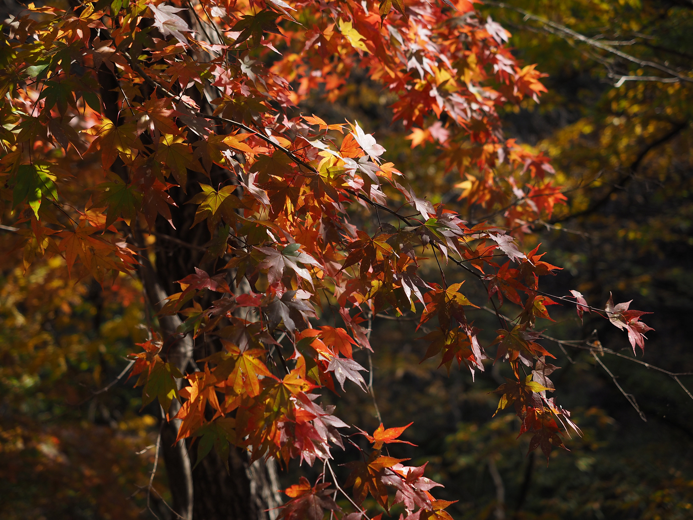 PA310199.jpg