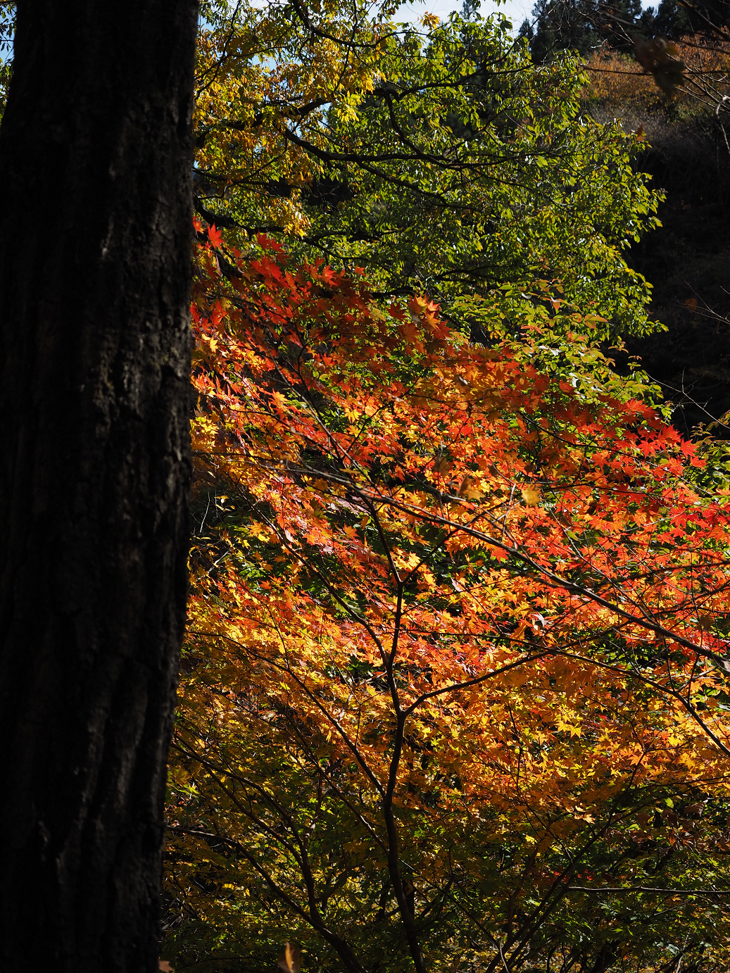 PA310305.jpg