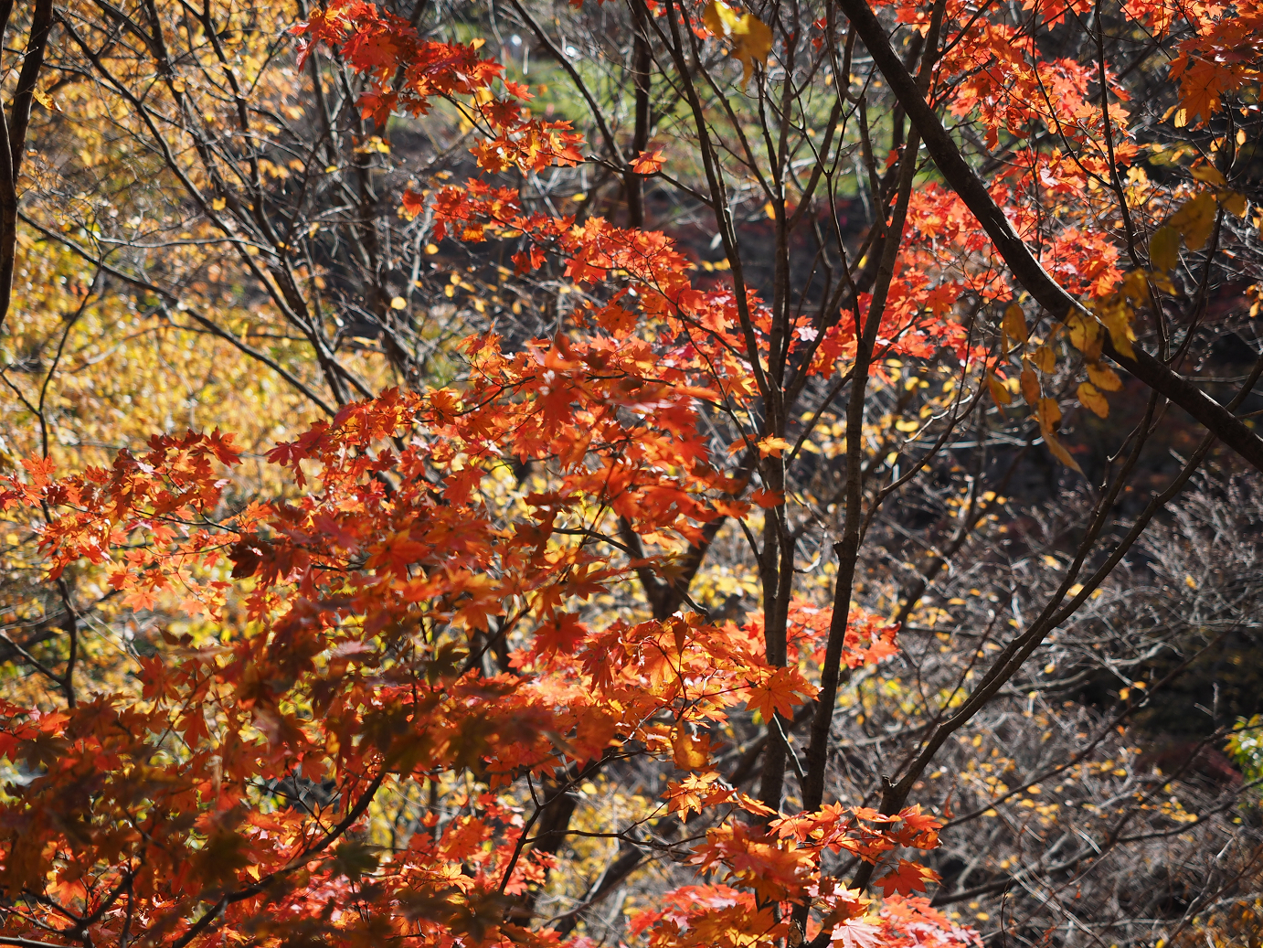 PA310343.jpg
