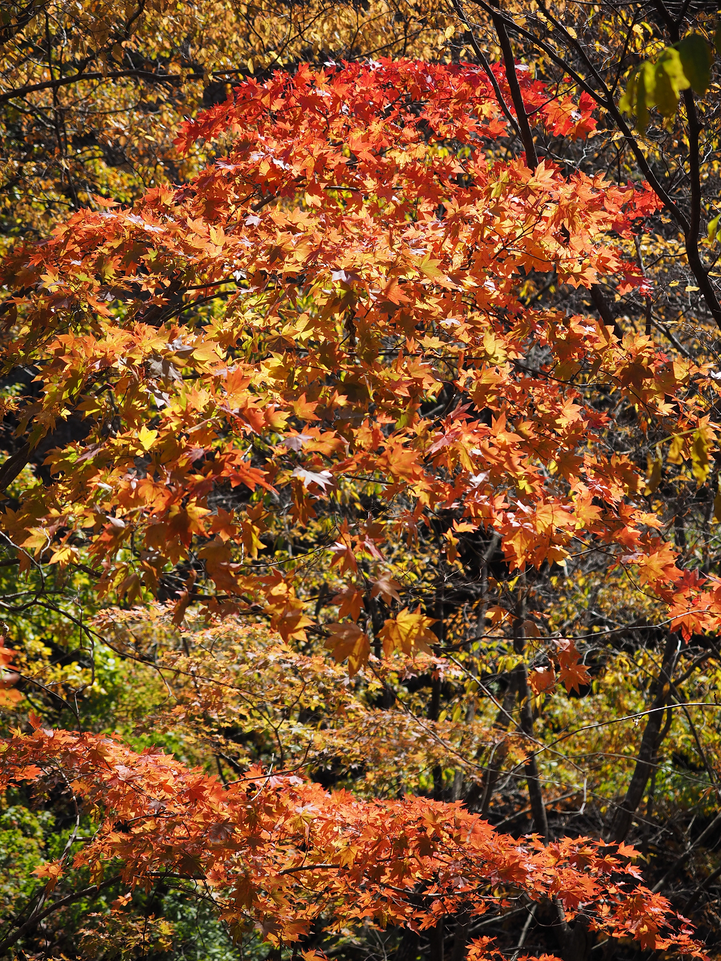 PA310344.jpg