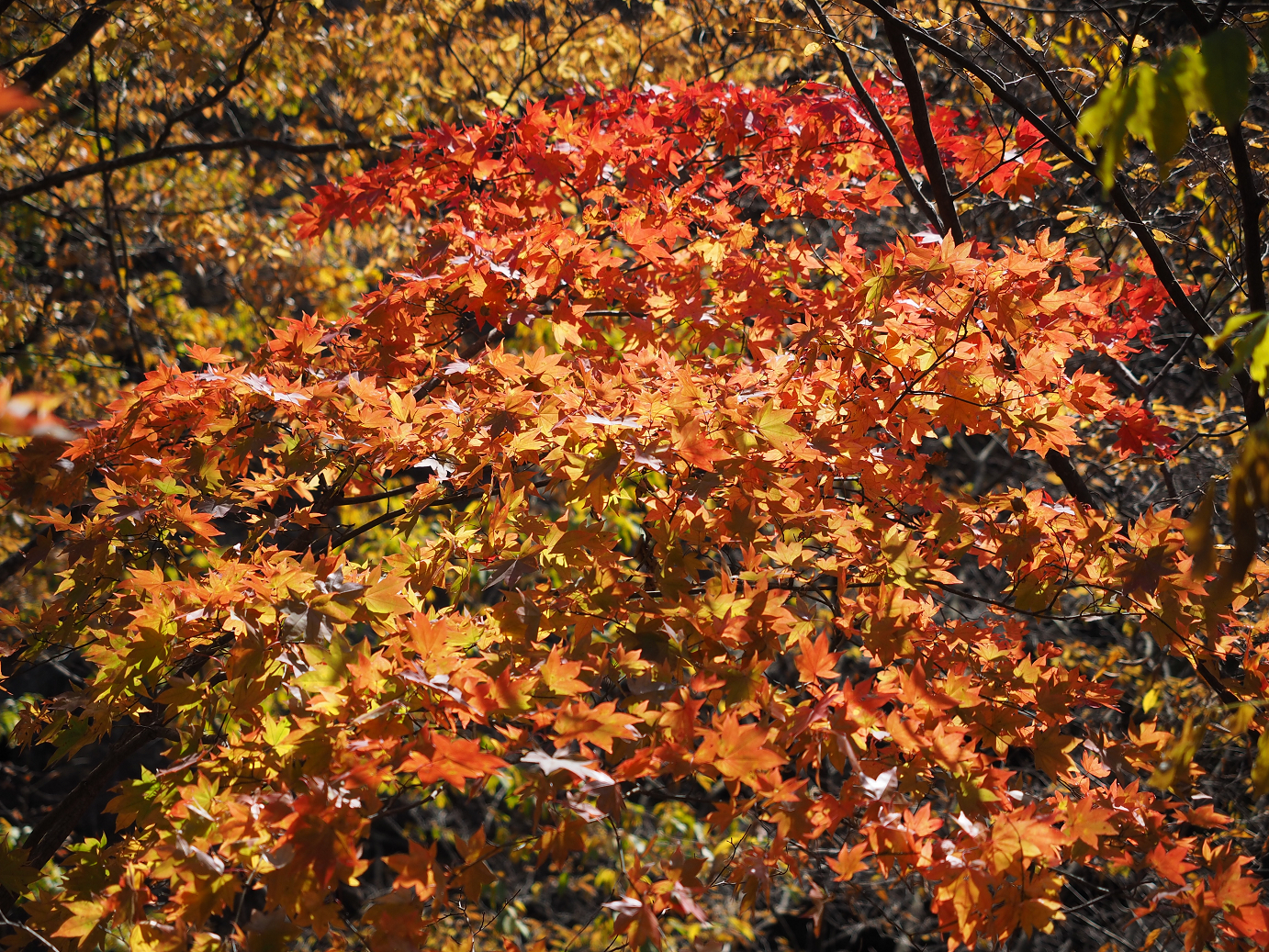 PA310345.jpg