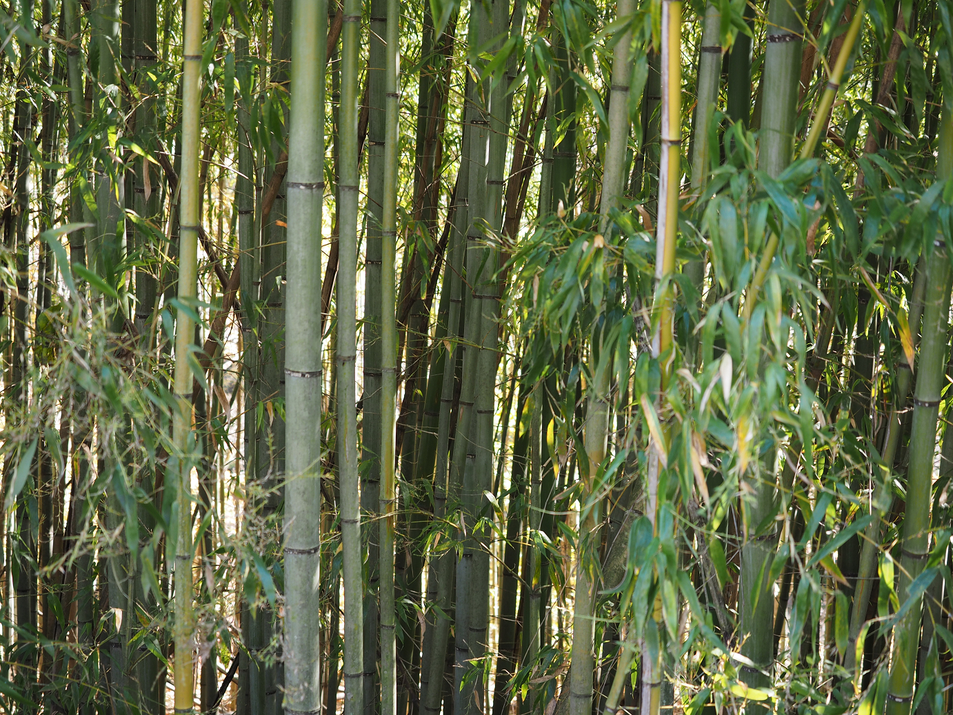 PA310364.jpg