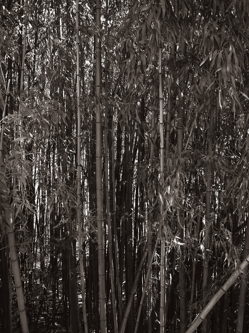 PA310366.jpg