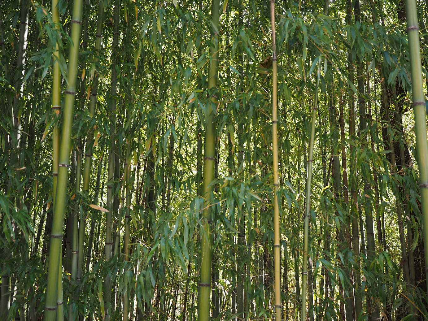 PA310367.jpg