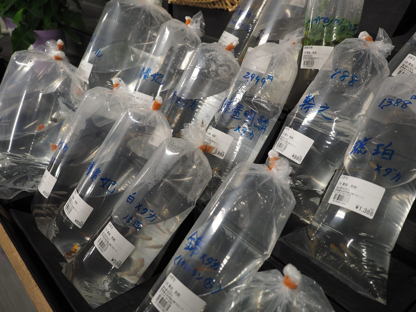 PA310425.jpg