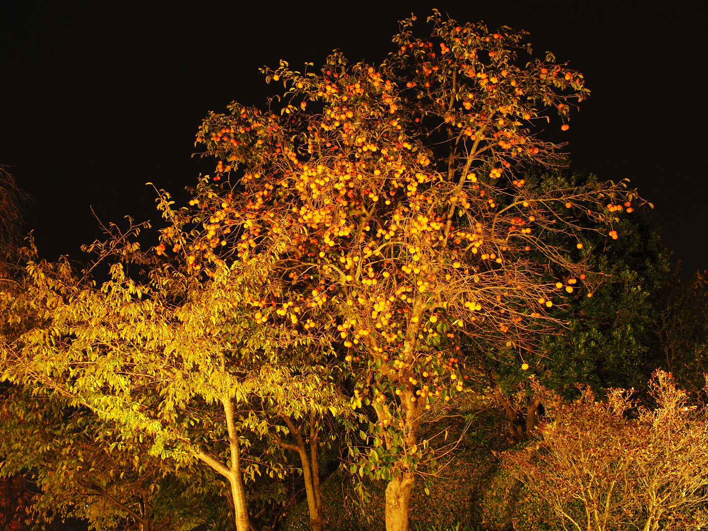 PB130283.jpg