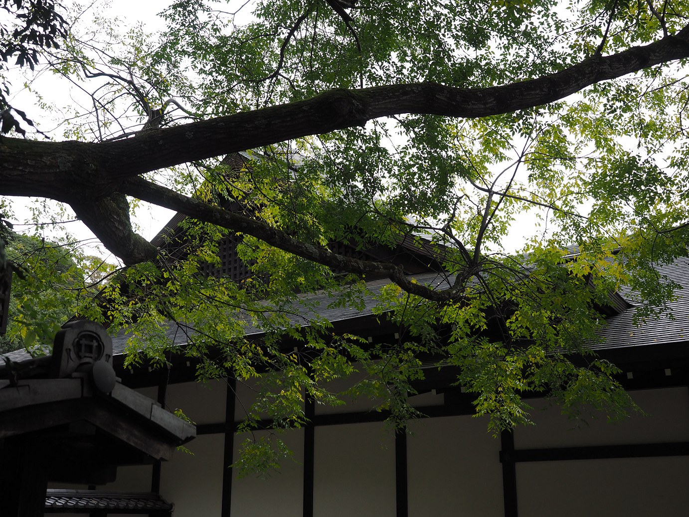 PB140751.jpg