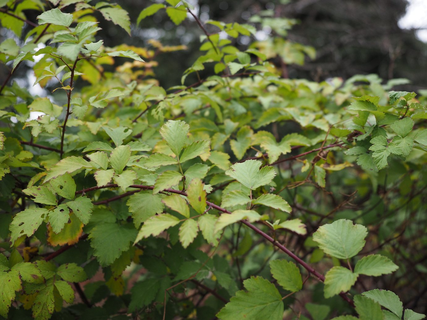 PB140773.jpg