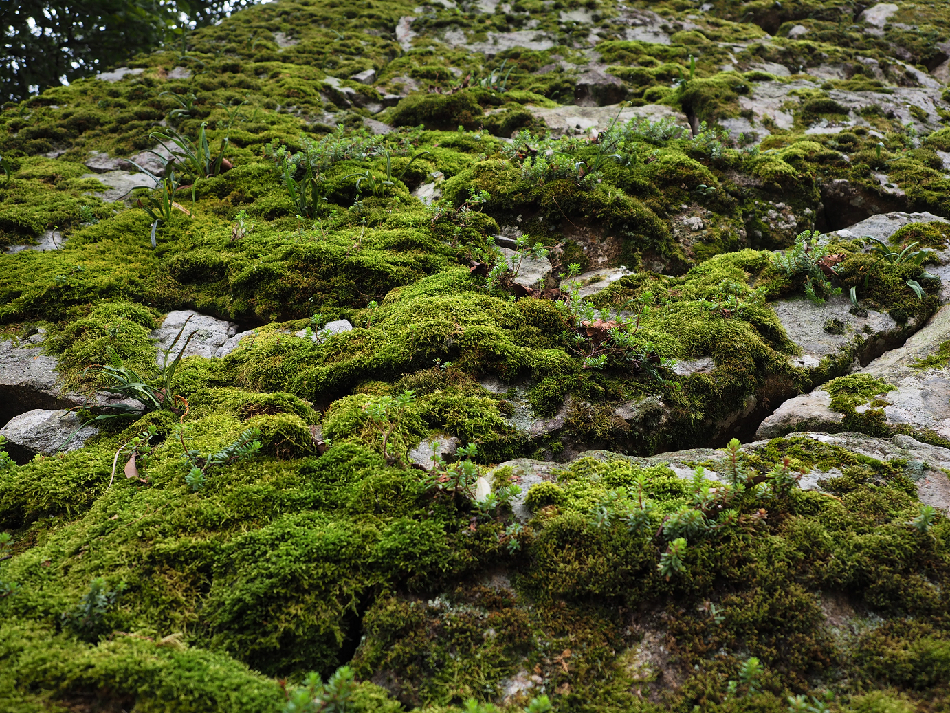 PB140947.jpg