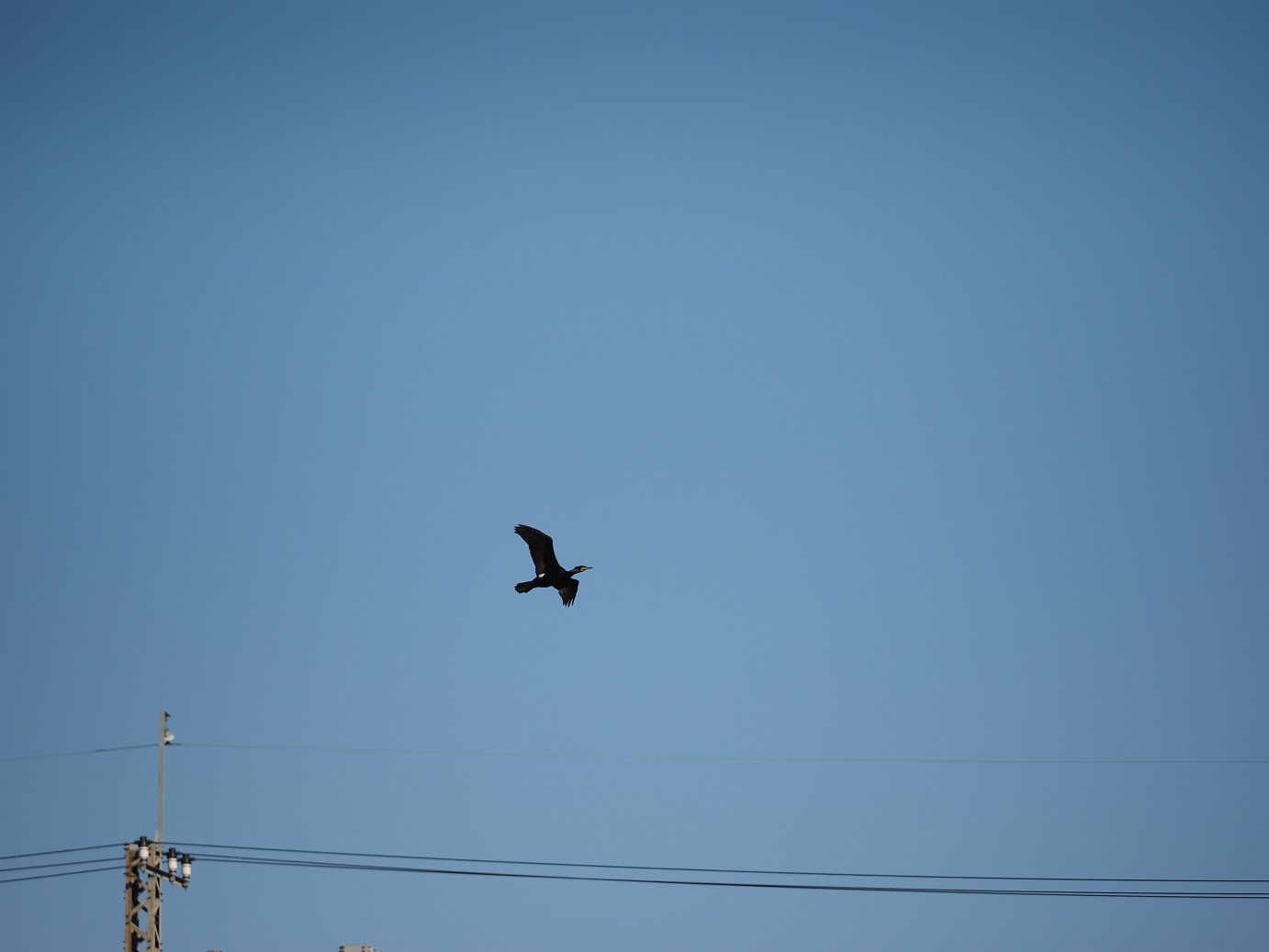 P1020046.jpg