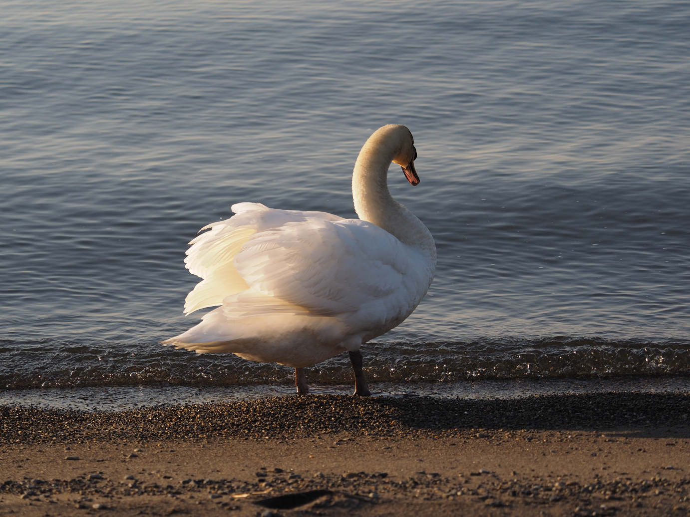 P1161549.jpg