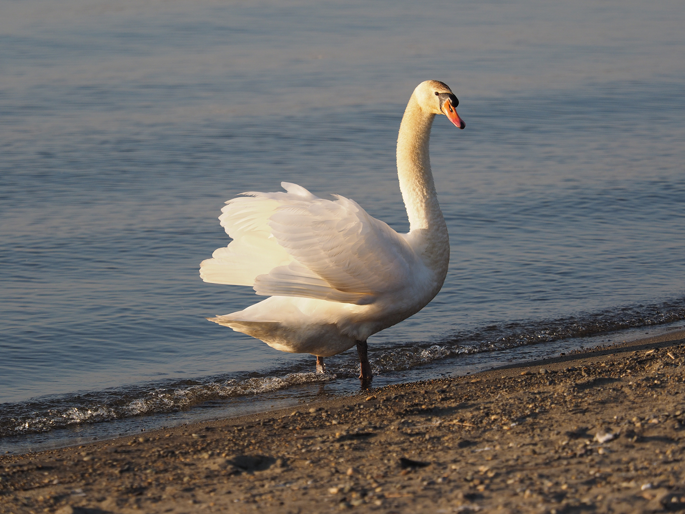 P1161563.jpg