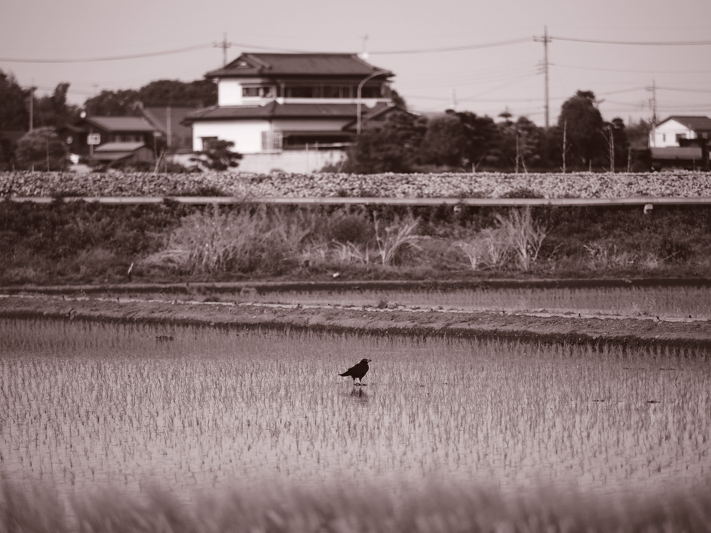 P5080270-.jpg