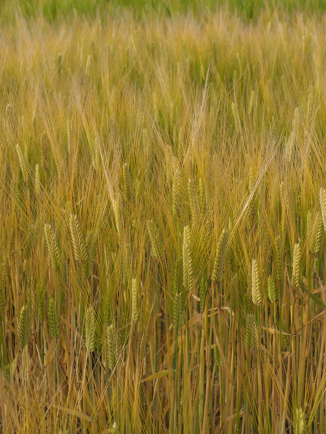 P5080302.jpg