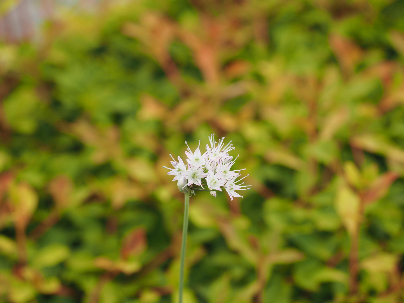P5280571.jpg