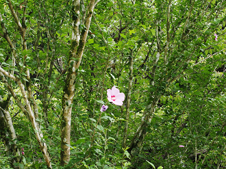 P7160669_thumb.png