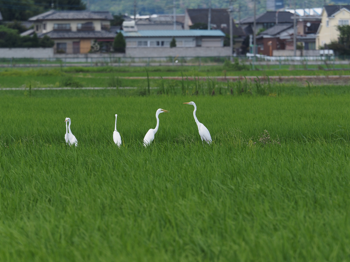 P7310193.jpg
