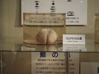 P8071101_thumb.png