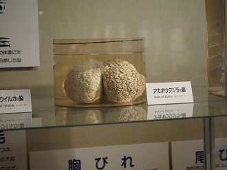 P8071102_thumb.png