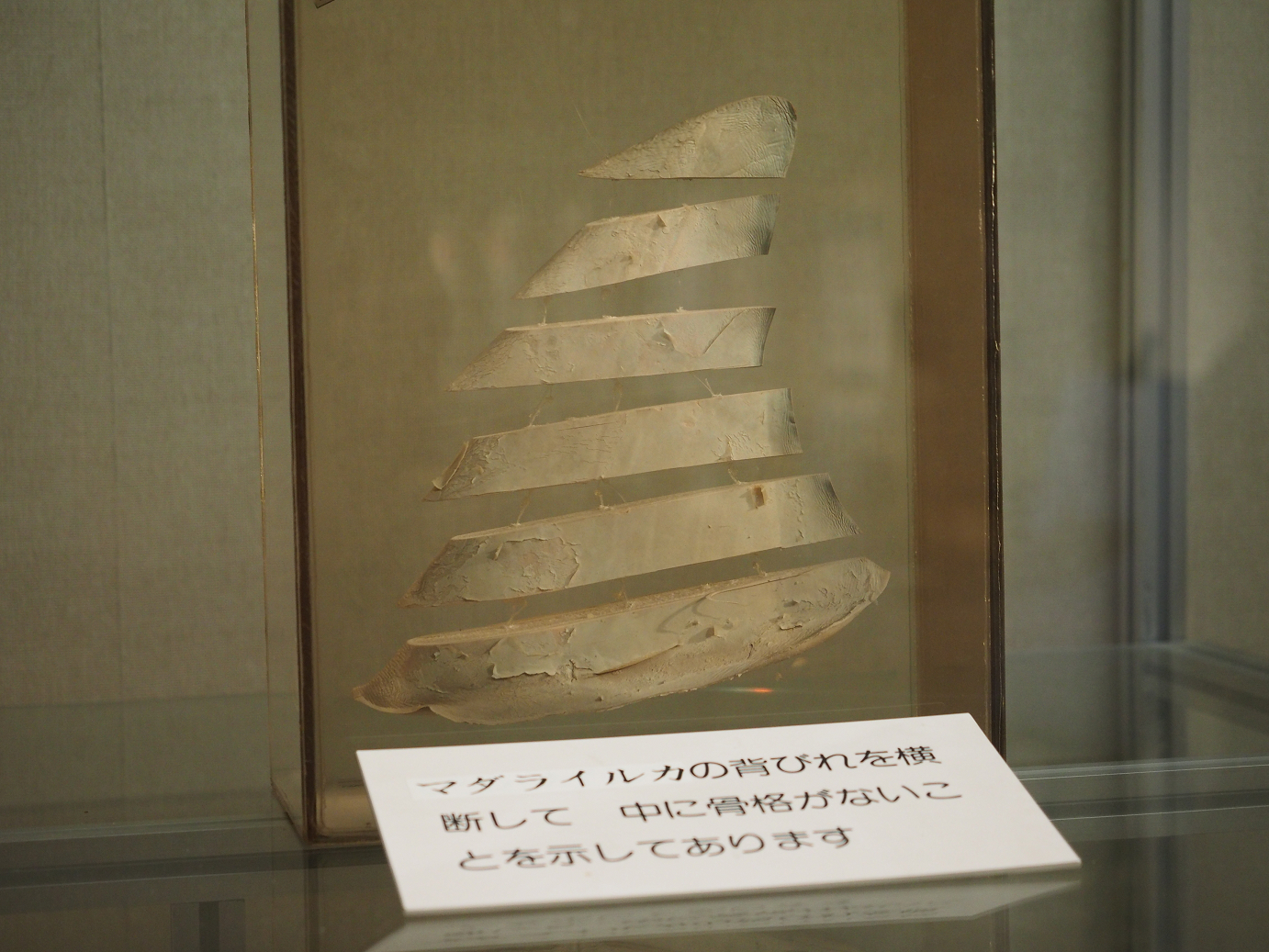 P8071103.jpg