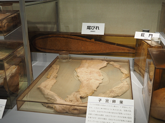 P8071105_thumb.png