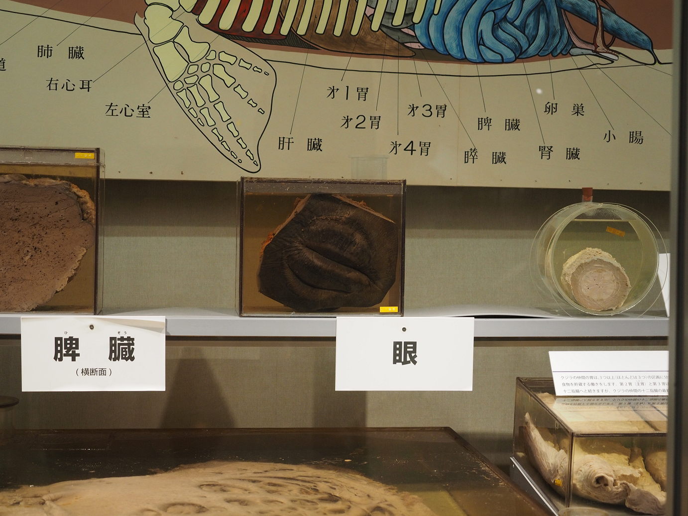 P8071110.jpg