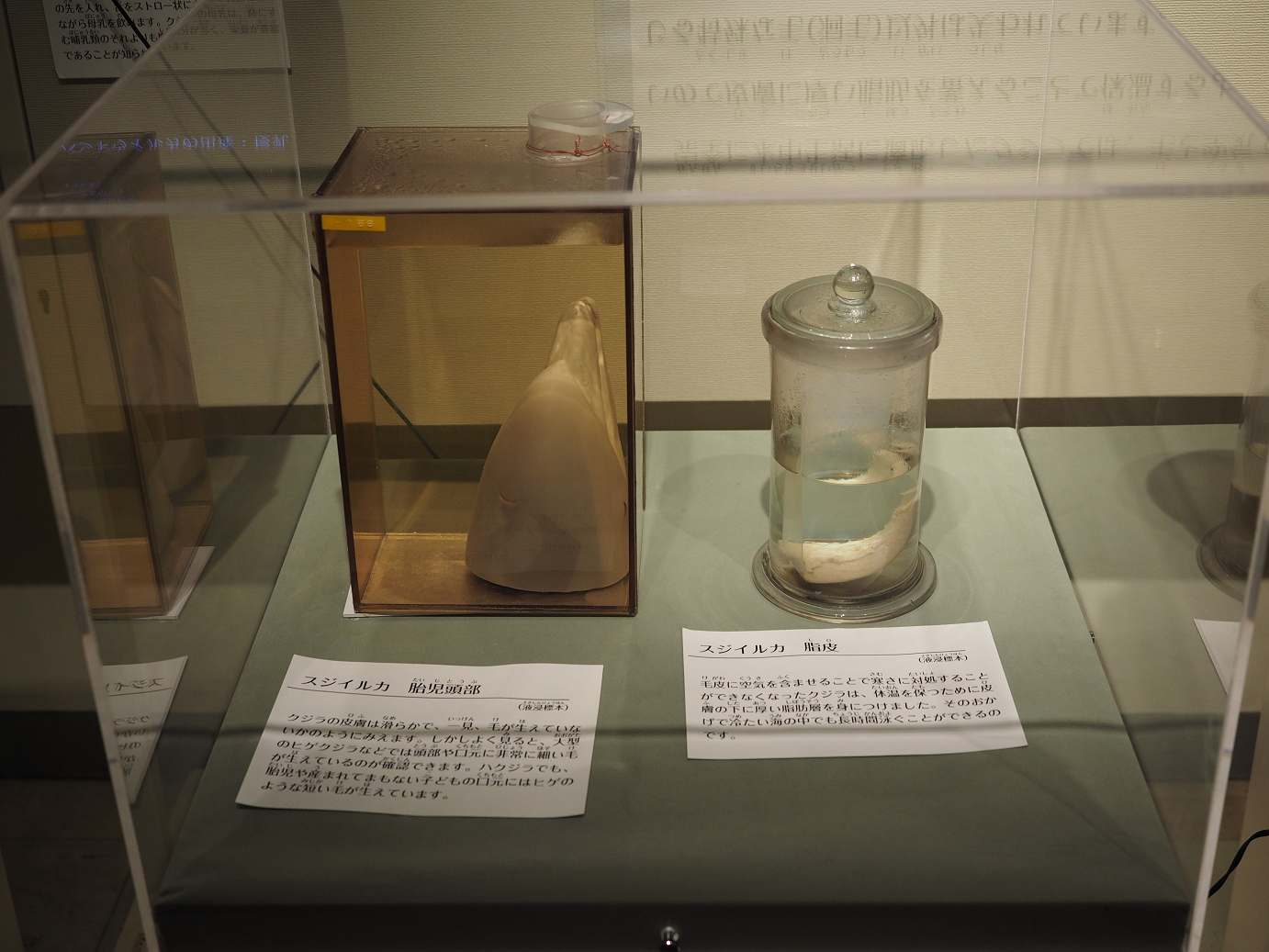 P8071114.jpg