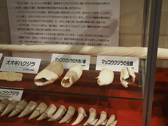 P8071118_thumb.png
