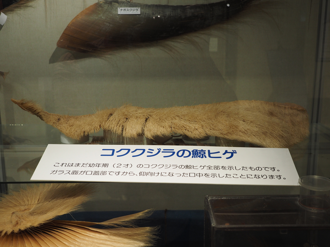 P8071123.jpg