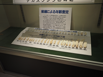 P8071128_thumb.png