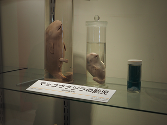 P8071129_thumb.png