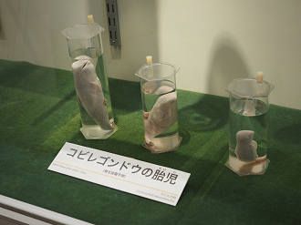 P8071130_thumb.png