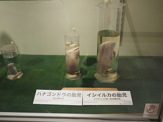 P8071131_thumb.png