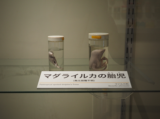 P8071132_thumb.png