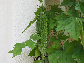 P8092127_thumb.png
