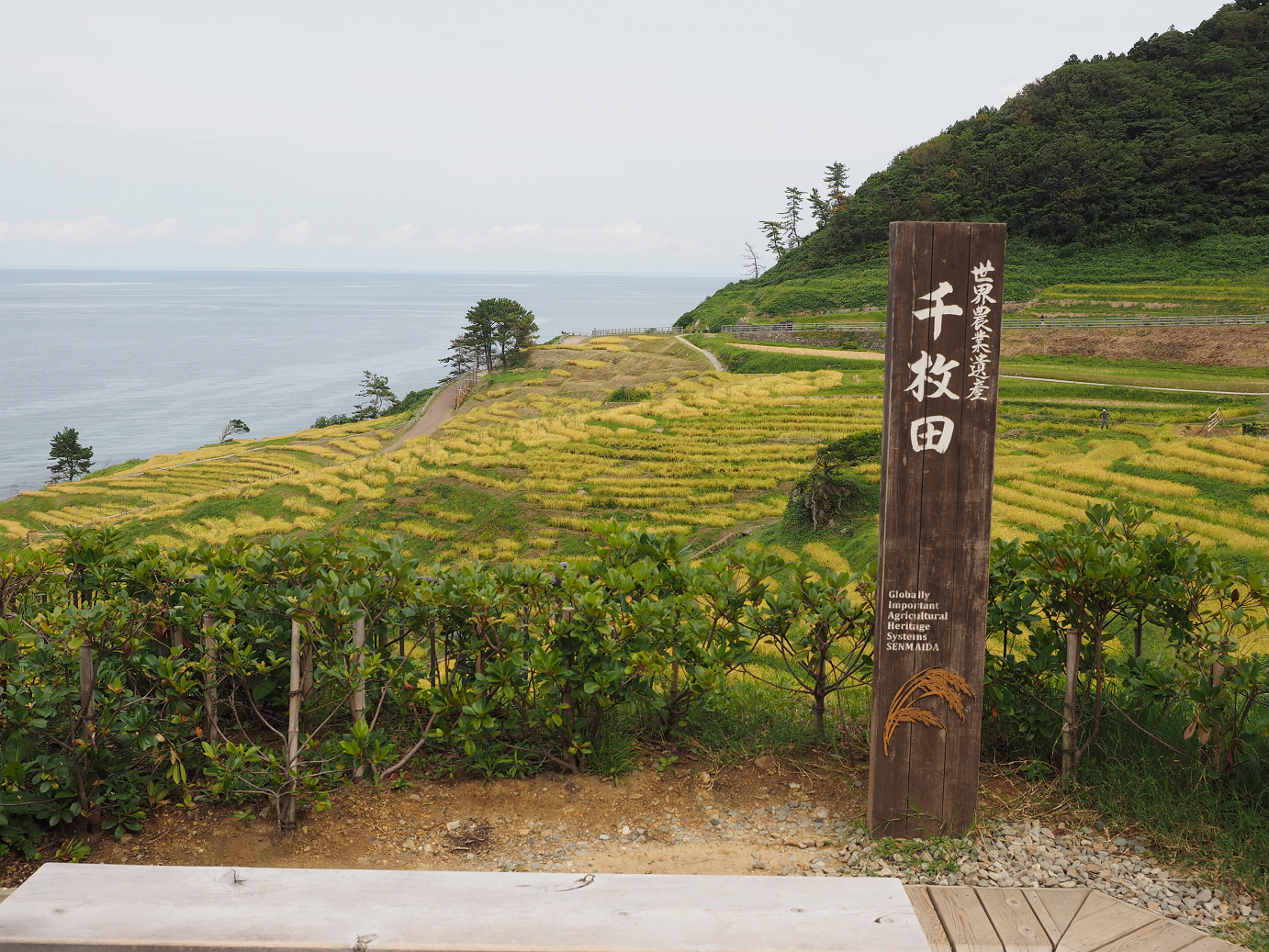 P9160582.jpg