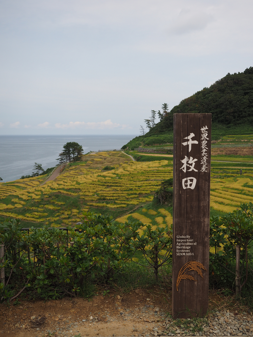 P9160584.jpg