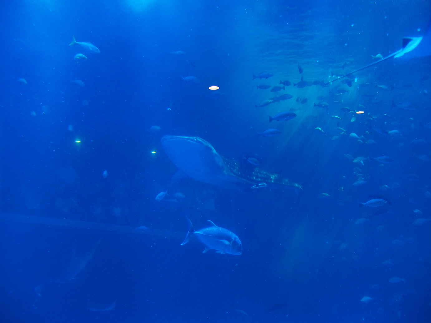 P9171897.jpg