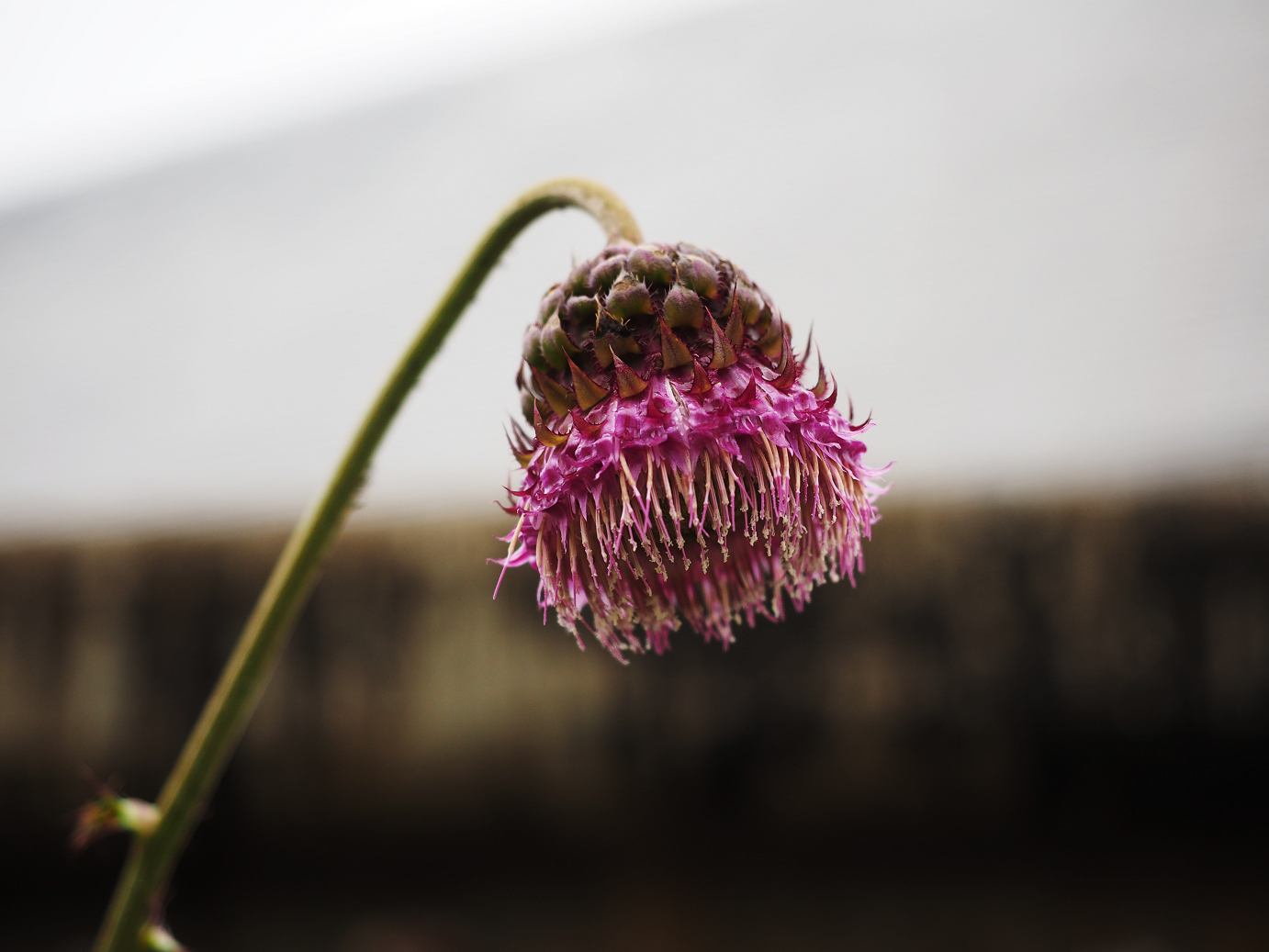 P9172067.jpg