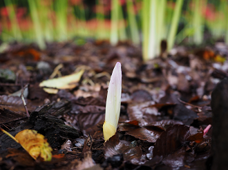P9220155_thumb.png